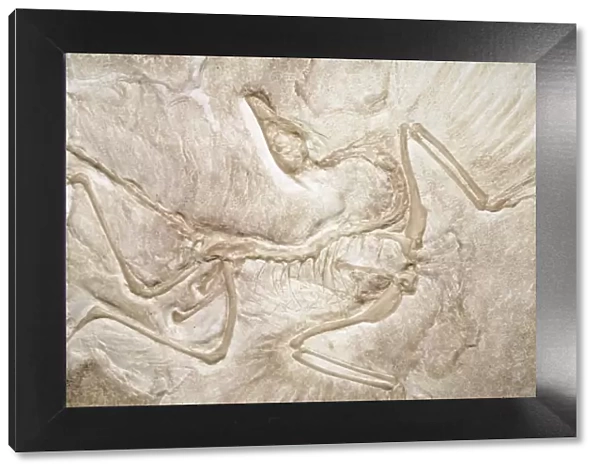 Archaeopteryx Fossil - 3 feet long, link between reptiles & birds, upper Jurassic Period 152 m. y. a