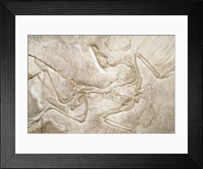 Framed Print : Archaeopteryx Fossil - 3 feet long, link between reptiles & birds, upper Jurassic Period 152 m. y. a Framed Print : Archaeopteryx Fossil - 3 feet long, link between reptiles & birds, upper Jurassic Period 152 m. y. a