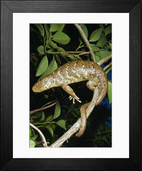 Framed Print : Solomon Island Giant Skink KEL 220 On branch. Forests, Solomon Islands. Corucia zebrata © Ken Lucas / ardea. com Framed Print : Solomon Island Giant Skink KEL 220 On branch. Forests, Solomon Islands. Corucia zebrata © Ken Lucas / ardea. com