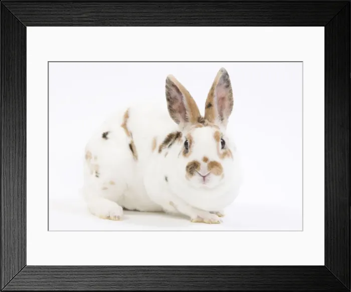 Framed Print : Domestic Rabbit - in studio Framed Print : Domestic Rabbit - in studio