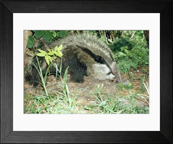 Framed Print : Giant Anteater - using front claw to feed at ants nest - Guyana South America