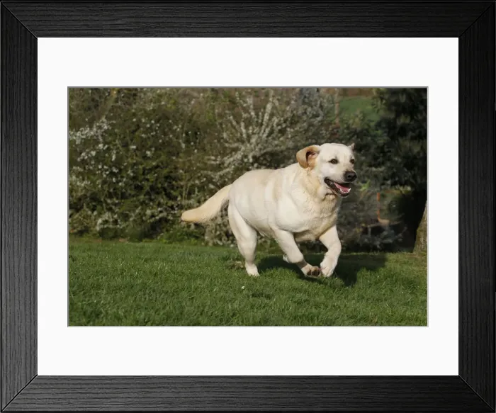 Framed Print : Dog - Labrador running Framed Print : Dog - Labrador running