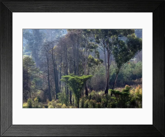 Framed Print : Nyanga Forest - Zimbabwe Framed Print : Nyanga Forest - Zimbabwe
