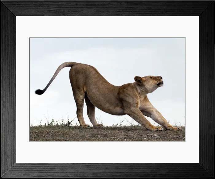 Framed Print : African Lion - lioness stretching before hunt - Ndutu area between Serengeti and Ngorongoro - Tanzania Framed Print : African Lion - lioness stretching before hunt - Ndutu area between Serengeti and Ngorongoro - Tanzania