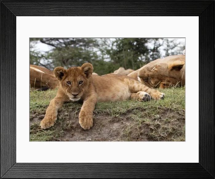 Framed Print : African Lion - cub lying down alert whilst adults are resting - Ndutu area between Serengeti and Ngorongoro - Tanzania Framed Print : African Lion - cub lying down alert whilst adults are resting - Ndutu area between Serengeti and Ngorongoro - Tanzania