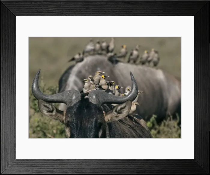 Framed Print : Wildebeest - with different species of social birds following them during their annual migration so as to feed on parasites - Ndutu area between Serengeti and Ngorongoro - Tanzania - Africa Framed Print : Wildebeest - with different species of social birds following them during their annual migration so as to feed on parasites - Ndutu area between Serengeti and Ngorongoro - Tanzania - Africa