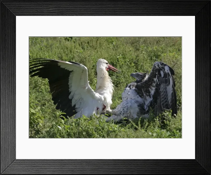 Framed Print : Martial Eagle - attacking White Stork - the fight lasted more than an hour but finally the Eagle was victorious - Ndutu area between Serengeti and Ngorongoro - Tanzania - Africa - Image series 1 of 4 Framed Print : Martial Eagle - attacking White Stork - the fight lasted more than an hour but finally the Eagle was victorious - Ndutu area between Serengeti and Ngorongoro - Tanzania - Africa - Image series 1 of 4