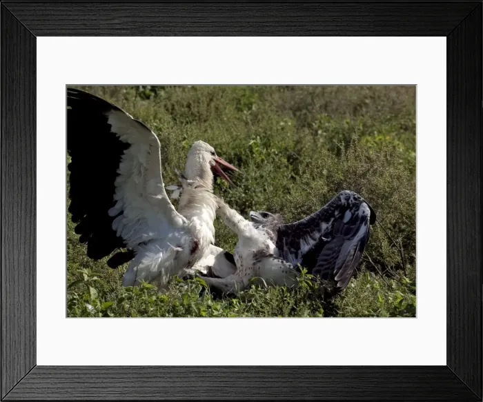 Framed Print : Martial Eagle - attacking White Stork - the fight lasted more than an hour but finally the Eagle was victorious - Ndutu area between Serengeti and Ngorongoro - Tanzania - Africa - Image series 2 of 4 Framed Print : Martial Eagle - attacking White Stork - the fight lasted more than an hour but finally the Eagle was victorious - Ndutu area between Serengeti and Ngorongoro - Tanzania - Africa - Image series 2 of 4