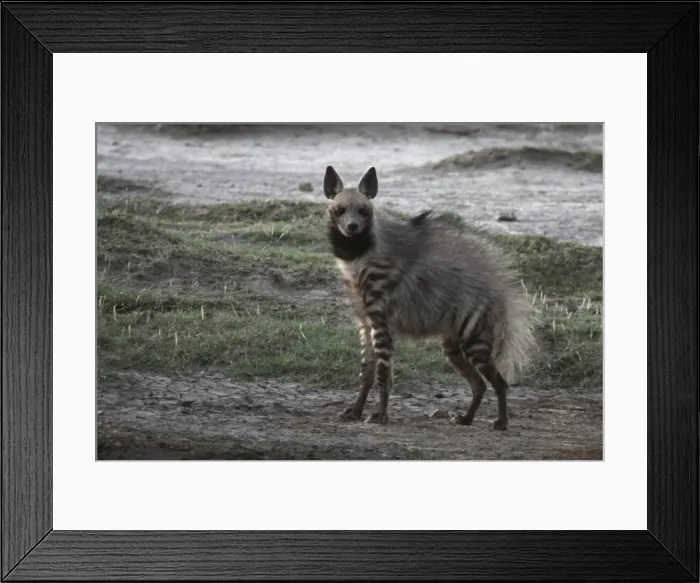 Framed Print : Stiped Hyena - with mating season coat - Ndutu area between Serengeti and Ngorongoro - Tanzania - Africa