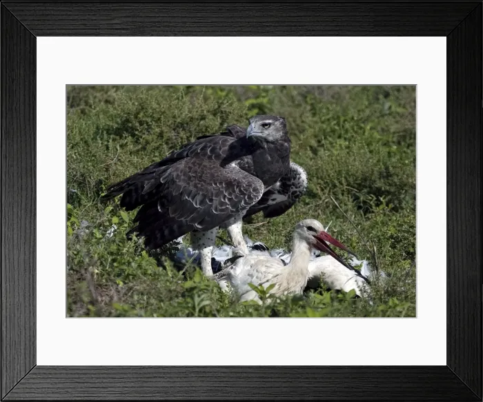 Framed Print : Martial Eagle - attacking White Stork - the fight lasted more than an hour but finally the Eagle was victorious - Ndutu area between Serengeti and Ngorongoro - Tanzania - Africa - Image series 4 of 4 Framed Print : Martial Eagle - attacking White Stork - the fight lasted more than an hour but finally the Eagle was victorious - Ndutu area between Serengeti and Ngorongoro - Tanzania - Africa - Image series 4 of 4