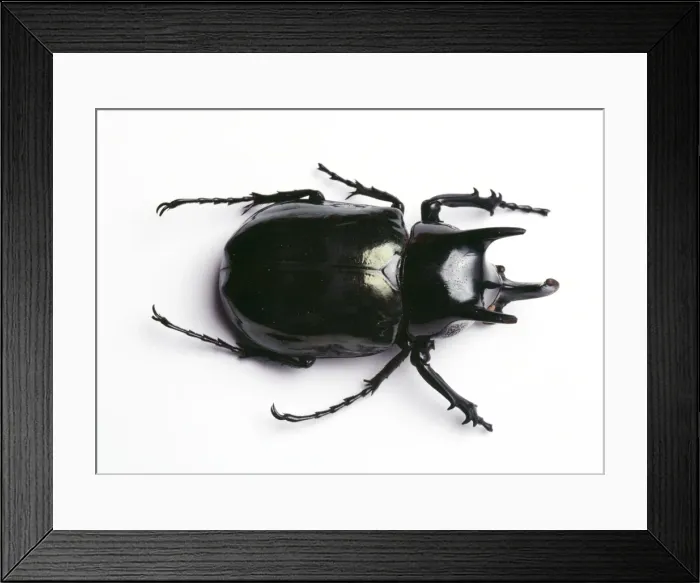 Framed Print : Rhinoceros Beetle TEA 115 © Andy Teare / ardea. com Framed Print : Rhinoceros Beetle TEA 115 © Andy Teare / ardea. com