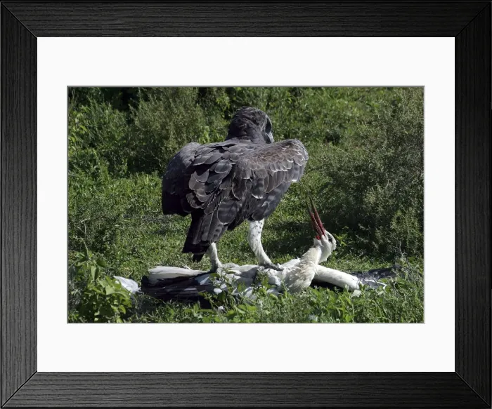 Framed Print : Martial Eagle - attacking White Stork - the fight lasted more than an hour but finally the Eagle was victorious - Ndutu area between Serengeti and Ngorongoro - Tanzania - Africa - Image series 3 of 4 Framed Print : Martial Eagle - attacking White Stork - the fight lasted more than an hour but finally the Eagle was victorious - Ndutu area between Serengeti and Ngorongoro - Tanzania - Africa - Image series 3 of 4