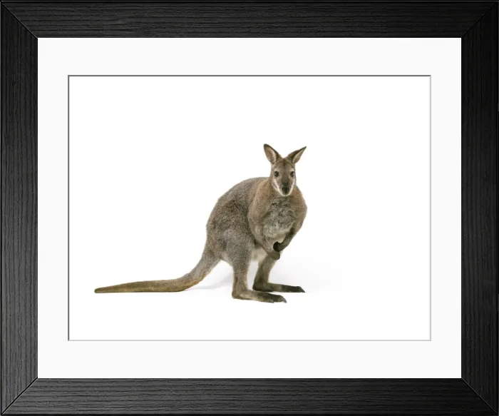 Framed Print : Wallaby TEA 117 © Andy Teare / ardea. com Framed Print : Wallaby TEA 117 © Andy Teare / ardea. com