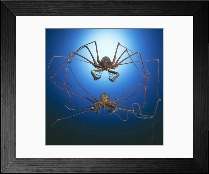 Framed Print : Spider  /  Arachnid TEA 19 © Andy Teare  /  ardea. com
