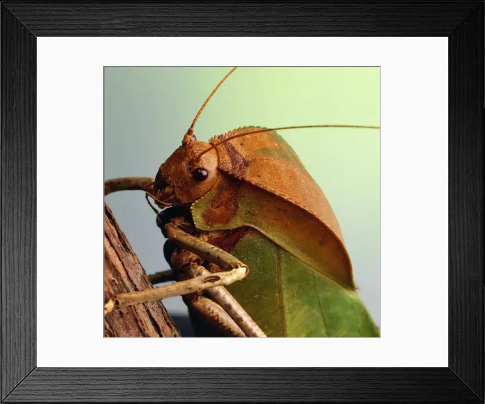 Framed Print : Cricket TEA 13 © Andy Teare / ardea. com Framed Print : Cricket TEA 13 © Andy Teare / ardea. com