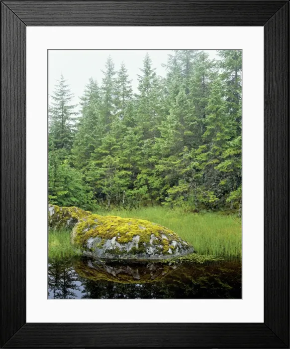 Framed Print : Alaska - Tongass National Forest, in Southeast Alaska, is part of the nation's largest temperate rain forest. Photo shows small scene along small unnamed pond. SX674 Framed Print : Alaska - Tongass National Forest, in Southeast Alaska, is part of the nation's largest temperate rain forest. Photo shows small scene along small unnamed pond. SX674