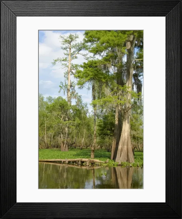 Framed Print : USA - Louisiana's Atchafalaya Basin, at 595, 000 acres, is the nation's largest swamp wilderness, containing nationally significant expanses of bottomland hardwoods, swamplands, bayous and back-water lakes. TPL5527 Framed Print : USA - Louisiana's Atchafalaya Basin, at 595, 000 acres, is the nation's largest swamp wilderness, containing nationally significant expanses of bottomland hardwoods, swamplands, bayous and back-water lakes. TPL5527