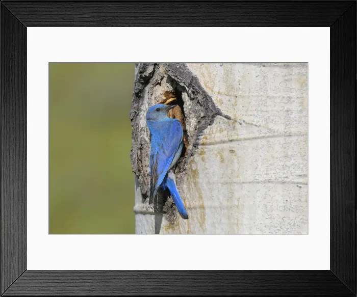 Framed Print : Male Mountain Bluebird - at nest cavity in aspen tree - Western U. S. - June _D3C4062 Framed Print : Male Mountain Bluebird - at nest cavity in aspen tree - Western U. S. - June _D3C4062