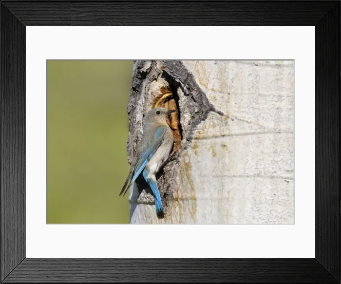 Framed Print : Mountain Bluebird - female at nest cavity in aspen tree - Western U. S. - June _D3C4047 Framed Print : Mountain Bluebird - female at nest cavity in aspen tree - Western U. S. - June _D3C4047