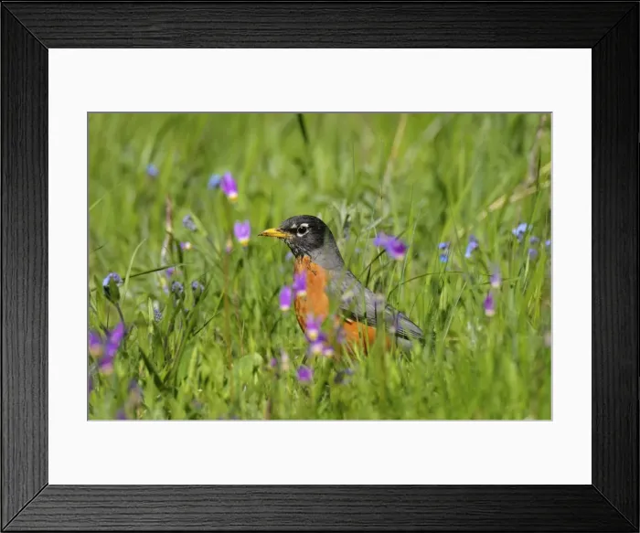 Framed Print : American Robin / North American Robin - hunting worms and insects among wildflowers - Western U. S. - June _D3C3912 Framed Print : American Robin / North American Robin - hunting worms and insects among wildflowers - Western U. S. - June _D3C3912