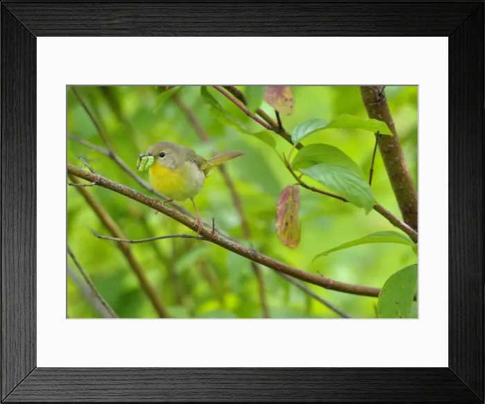 Framed Print : Common Yellowthroat - female with food in mouth - Pacific Northwest - USA - June _D3C2671