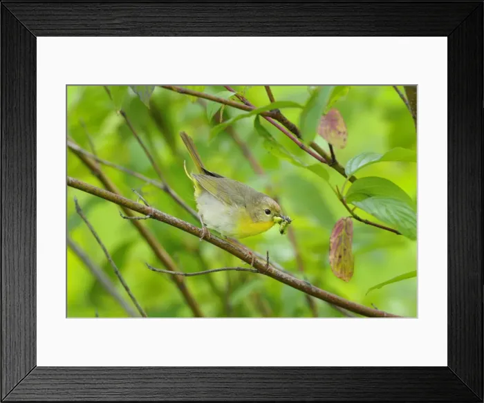 Framed Print : Common Yellowthroat - female with food in mouth - Pacific Northwest - USA - June _D3C2675 Framed Print : Common Yellowthroat - female with food in mouth - Pacific Northwest - USA - June _D3C2675