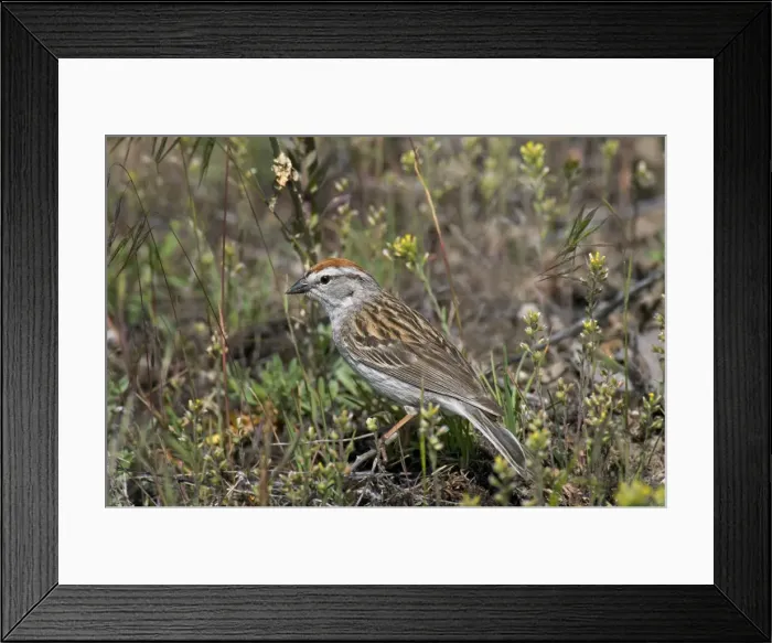 Framed Print : Chipping Sparrow - on ground - Western U. S. - Summer _D3C4336 Framed Print : Chipping Sparrow - on ground - Western U. S. - Summer _D3C4336