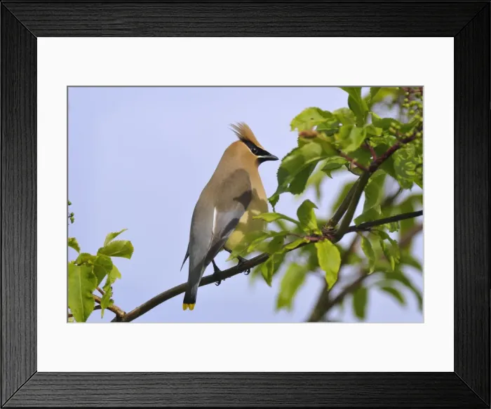 Framed Print : Cedar Waxwing - Montana - Western U. S. _D3C2641 Framed Print : Cedar Waxwing - Montana - Western U. S. _D3C2641