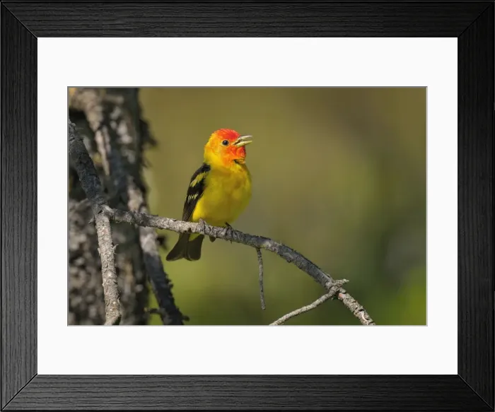Framed Print : Western Tanager - male perched on Pine Tree singing - Western U. S. - Summer _D3D1398 Framed Print : Western Tanager - male perched on Pine Tree singing - Western U. S. - Summer _D3D1398