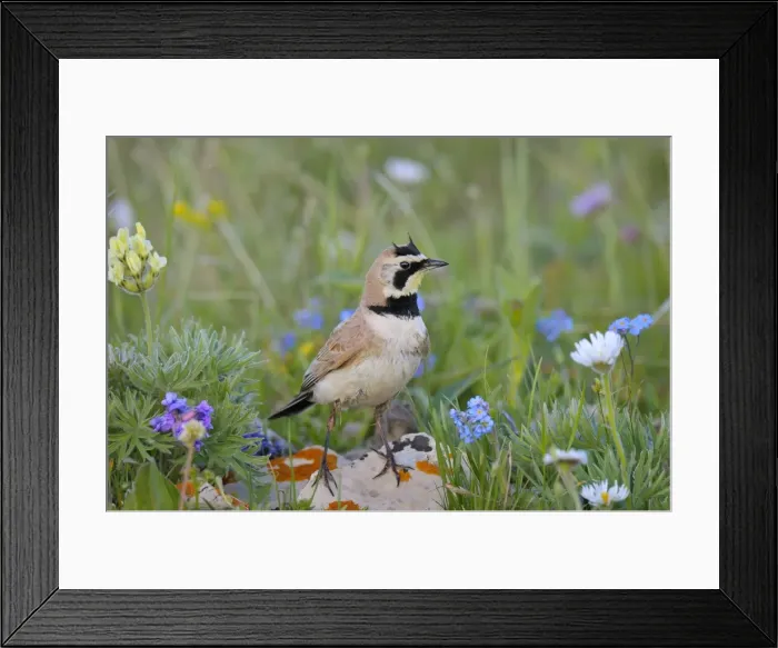 Framed Print : Horned / Shore Lark - Western U. S. - Summer _D3C8076 Framed Print : Horned / Shore Lark - Western U. S. - Summer _D3C8076