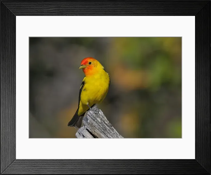 Framed Print : Western Tanager - male - Western U. S. - Summer _D3D1196 Framed Print : Western Tanager - male - Western U. S. - Summer _D3D1196