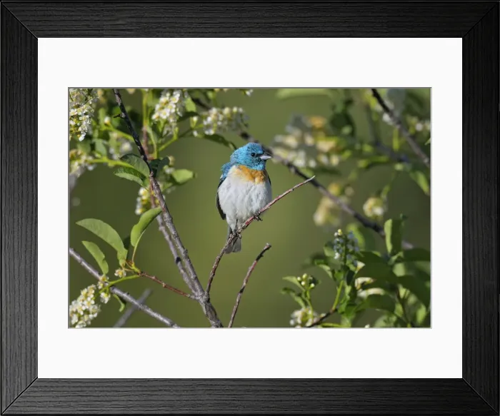 Framed Print : Lazuli Bunting - male - Western U. S. - Summer _D3D0952 Framed Print : Lazuli Bunting - male - Western U. S. - Summer _D3D0952