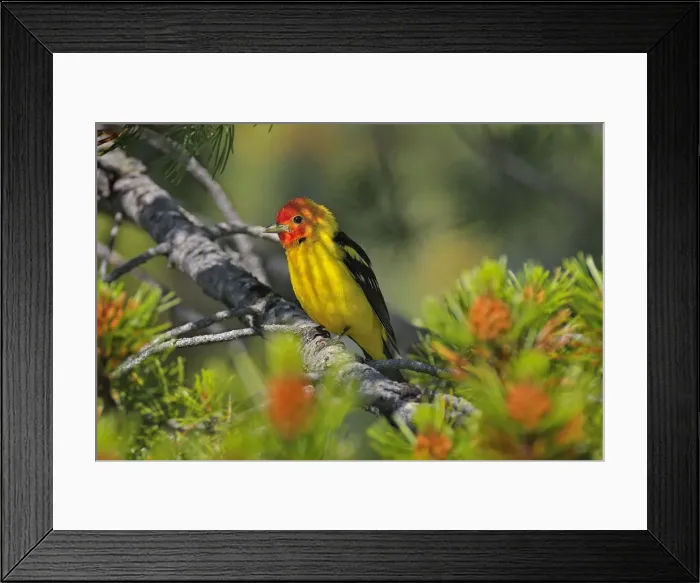 Framed Print : Western Tanager - male perched on Pine Tree - Western U. S. - Summer _D3D1408 Framed Print : Western Tanager - male perched on Pine Tree - Western U. S. - Summer _D3D1408