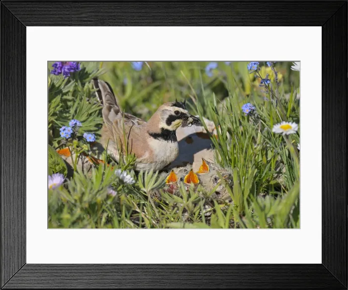 Framed Print : Horned / Shore Lark - male with food in mouth feeding young at nest - Western U. S. - Summer _D3C9041 Framed Print : Horned / Shore Lark - male with food in mouth feeding young at nest - Western U. S. - Summer _D3C9041