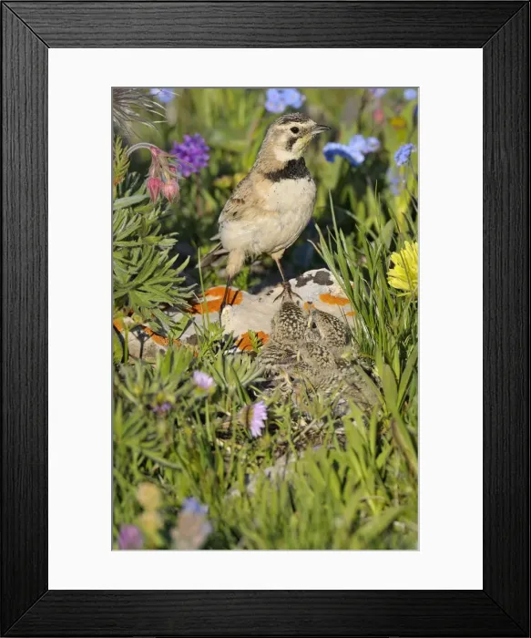 Framed Print : Horned / Shore Lark - female at nest - Western U. S. - Summer _D3C9325 Framed Print : Horned / Shore Lark - female at nest - Western U. S. - Summer _D3C9325