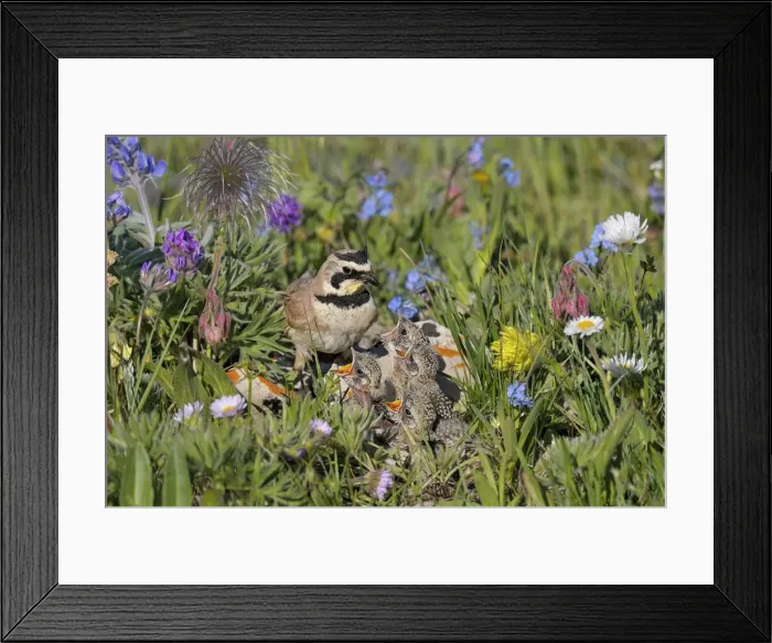 Framed Print : Horned / Shore Lark - male feeding young at nest - Western U. S. - Summer _D3C9523 Framed Print : Horned / Shore Lark - male feeding young at nest - Western U. S. - Summer _D3C9523