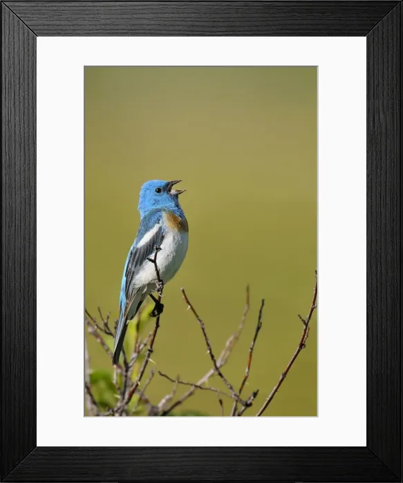 Framed Print : Lazuli Bunting - male singing - Western U. S. - Summer _D3D0683 Framed Print : Lazuli Bunting - male singing - Western U. S. - Summer _D3D0683
