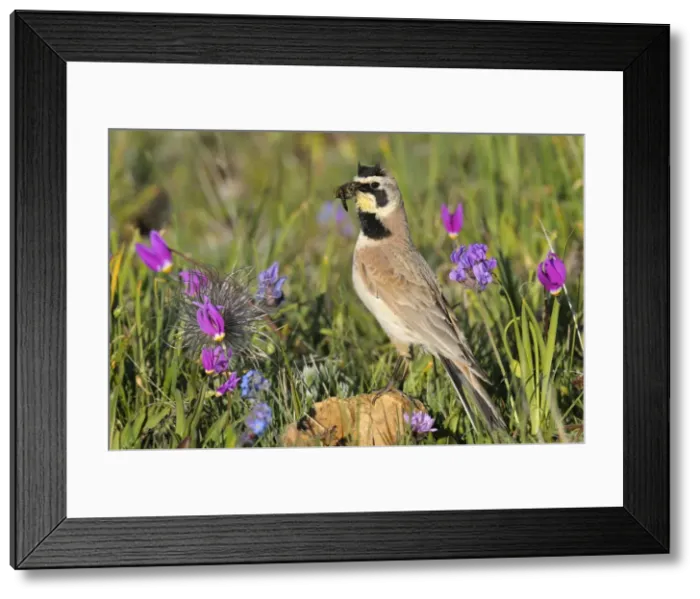 Framed Print : Horned / Shore Lark - male with food in mouth - Western U. S. - Summer _D3C9362 Framed Print : Horned / Shore Lark - male with food in mouth - Western U. S. - Summer _D3C9362