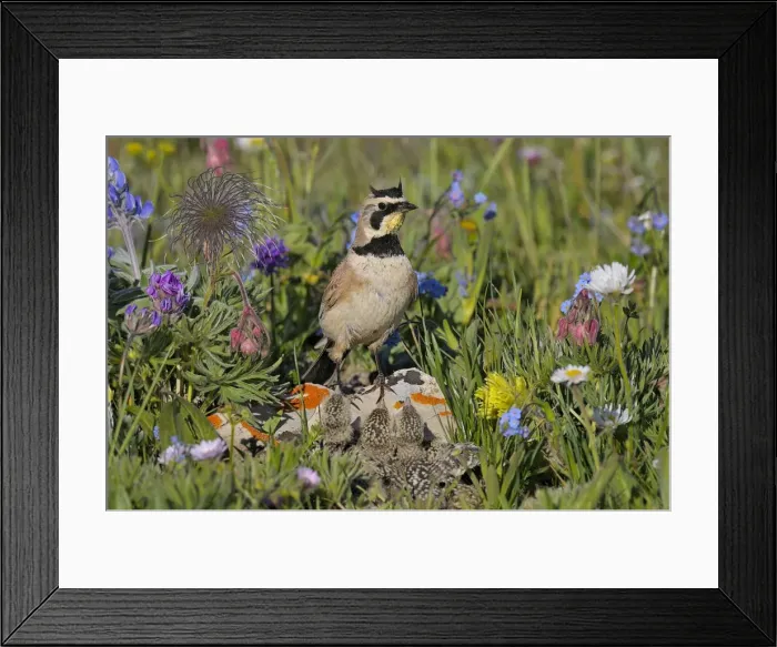 Framed Print : Horned / Shore Lark - male with young at nest - Western U. S. - Summer _D3C9471 Framed Print : Horned / Shore Lark - male with young at nest - Western U. S. - Summer _D3C9471