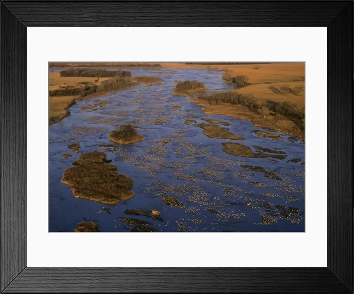 Framed Print : Sandhill Cranes - roosting along Platte River in early morning - Nebraska - Spring migration - March B8150 Framed Print : Sandhill Cranes - roosting along Platte River in early morning - Nebraska - Spring migration - March B8150