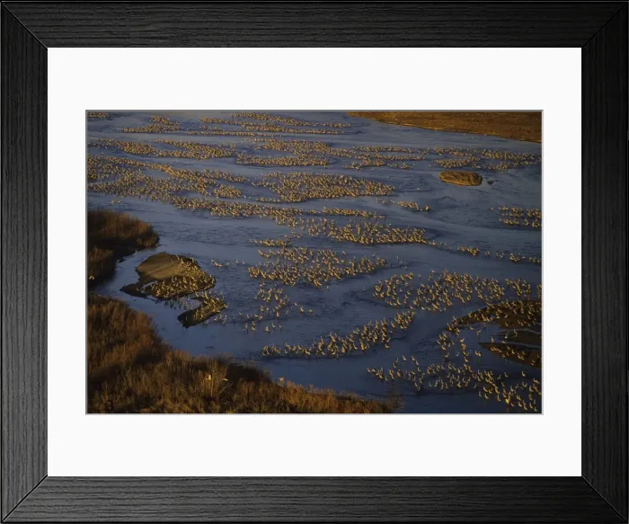 Framed Print : Sandhill Cranes - roosting along Platte River in early morning - Nebraska - Spring migration - March B8148 Framed Print : Sandhill Cranes - roosting along Platte River in early morning - Nebraska - Spring migration - March B8148