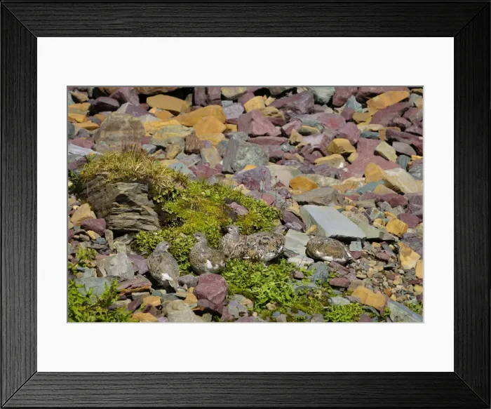Framed Print : White-tailed Ptarmigans - Glacier National Park - Montana - Sept. _D3D2615 Framed Print : White-tailed Ptarmigans - Glacier National Park - Montana - Sept. _D3D2615