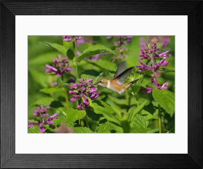 Framed Print : Rufous Hummingbird - in flight feeding on Cooley's Hedge Nettle flower - Pacific Northwest - August _D3D2281 Framed Print : Rufous Hummingbird - in flight feeding on Cooley's Hedge Nettle flower - Pacific Northwest - August _D3D2281
