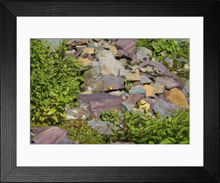 Framed Print : White-tailed Ptarmigans - Glacier National Park - Montana - Sept. _D3D2499 Framed Print : White-tailed Ptarmigans - Glacier National Park - Montana - Sept. _D3D2499
