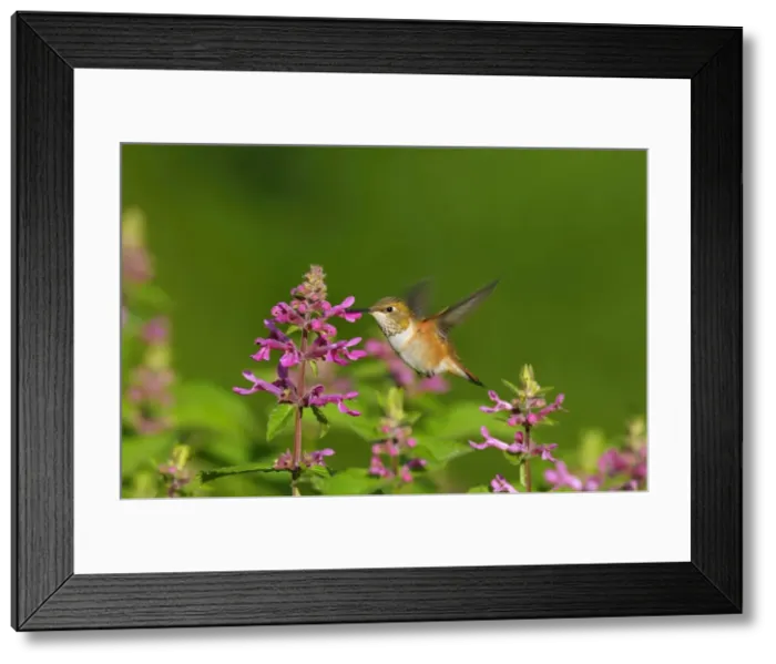 Framed Print : Rufous Hummingbird - in flight feeding on Cooley's Hedge Nettle flower - Pacific Northwest - August _D3D2056 Framed Print : Rufous Hummingbird - in flight feeding on Cooley's Hedge Nettle flower - Pacific Northwest - August _D3D2056