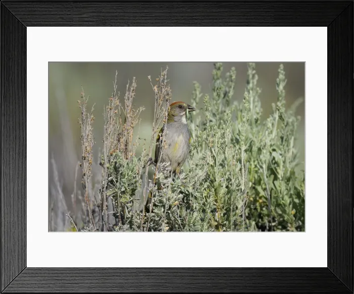 Framed Print : Green-tailed Towhee - with green worm in beak - Western U. S. - Summer _D3D1500n Framed Print : Green-tailed Towhee - with green worm in beak - Western U. S. - Summer _D3D1500n