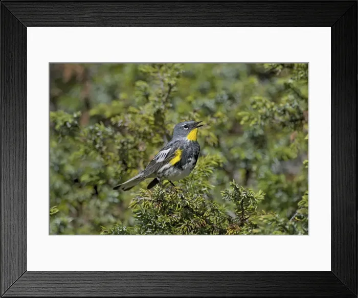 Framed Print : Yellow-rumped Warbler / Audubon's Warbler - male singing - Western U. S. - Summer _D3C4255 Framed Print : Yellow-rumped Warbler / Audubon's Warbler - male singing - Western U. S. - Summer _D3C4255