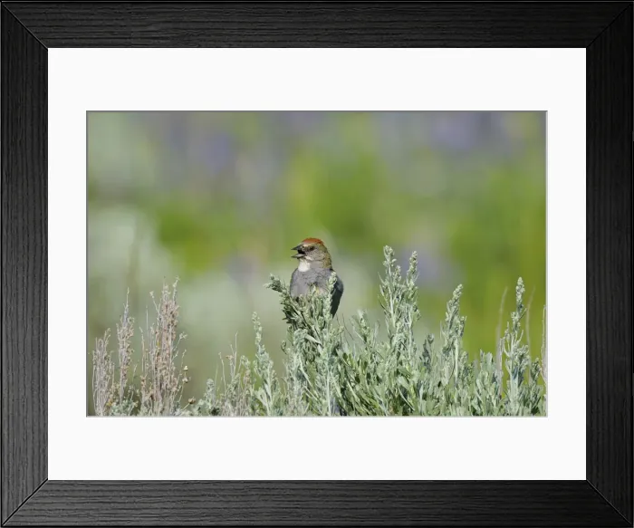 Framed Print : Green-tailed Towhee - singing - Western U. S. - Summer _D3D1471 Framed Print : Green-tailed Towhee - singing - Western U. S. - Summer _D3D1471