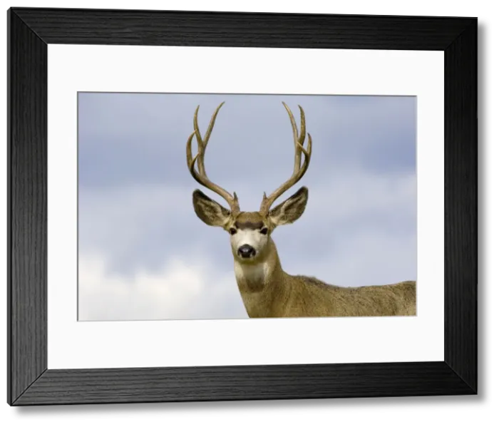 Framed Print : Mule Deer - buck - Autumn - Western USA _PTL7299 Framed Print : Mule Deer - buck - Autumn - Western USA _PTL7299