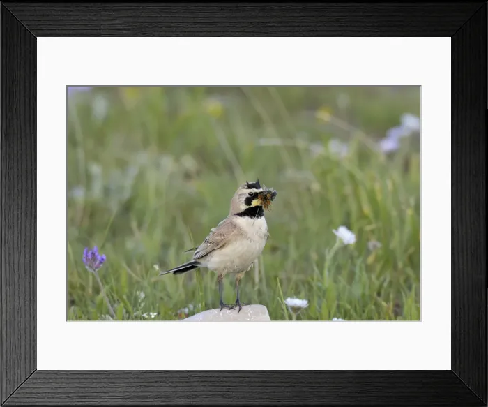 Framed Print : Horned / Shore Lark - with food in mouth - Western U. S. - Summer _D3C8022 Framed Print : Horned / Shore Lark - with food in mouth - Western U. S. - Summer _D3C8022